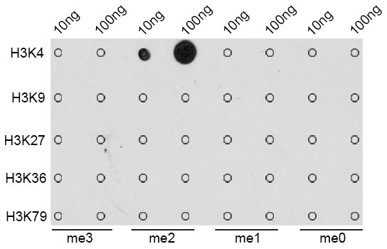 2 - DiMethyl-Histone H3 (Lys4) Rabbit mAb AP77005